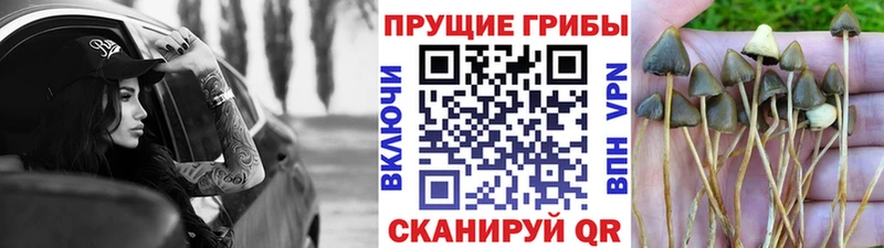 Галлюциногенные грибы Cubensis Новоульяновск